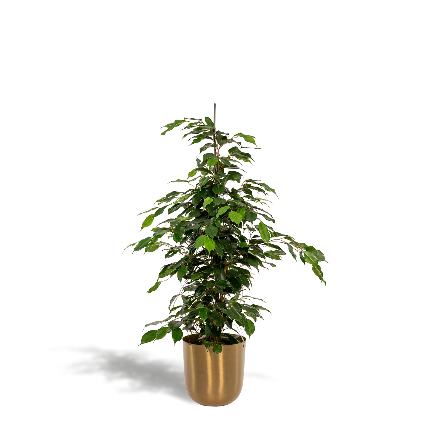 Ficus benjamina Danielle | Houseplant with Pot Mayk Gold