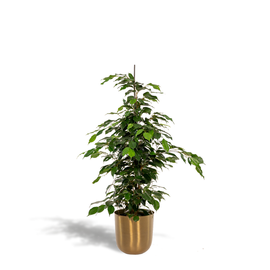 Ficus benjamina Danielle | Kamerplant met  Pot Mayk Gold