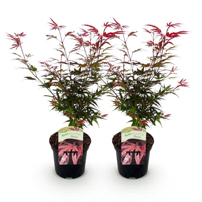 Japanse Esdoorn - Acer palmatum Shaina - Rood - 2 Planten - Bladverliezend - Pot 19cm Hoogte 70cm