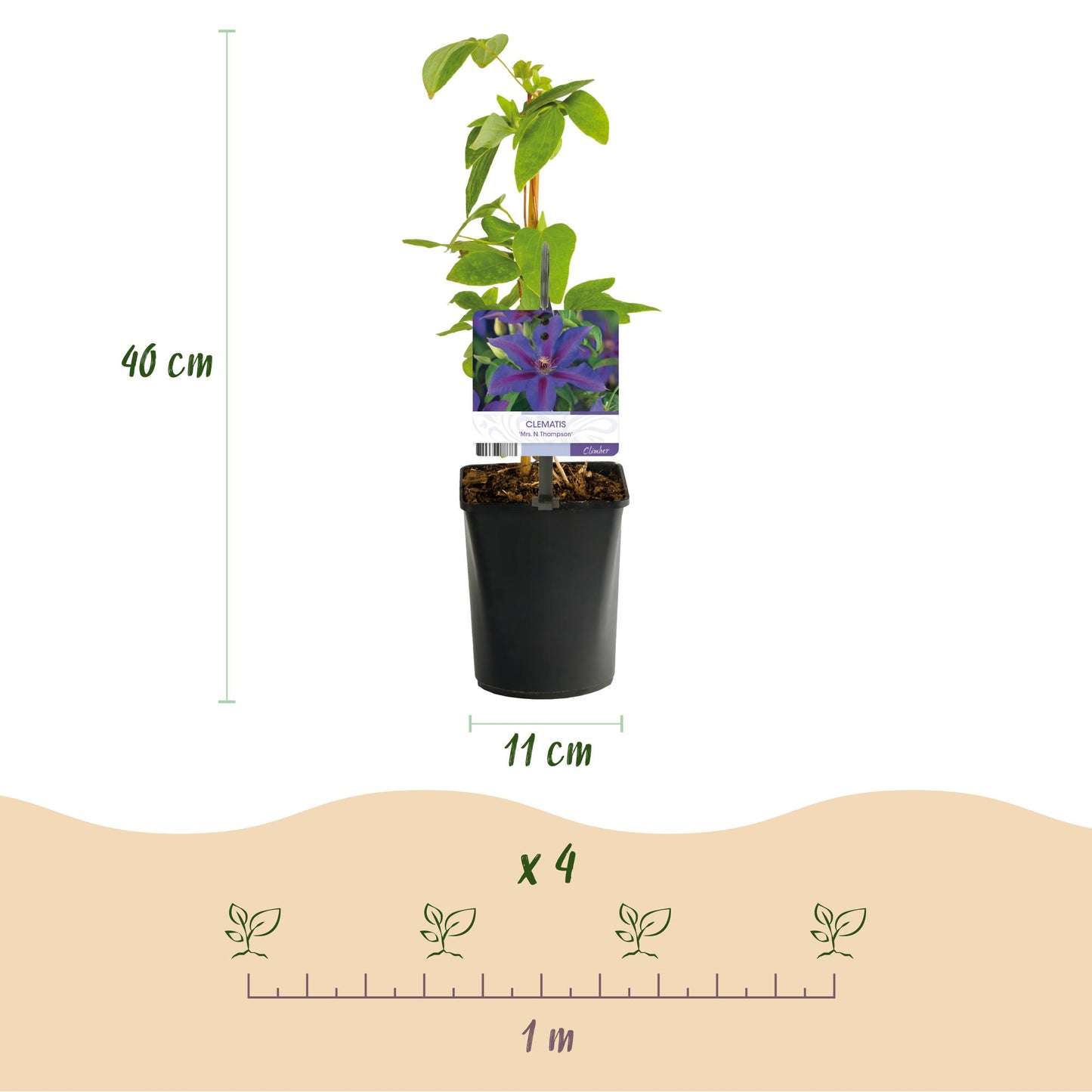 Roze bloeiende clematis klimplant voor pergola en schutting
