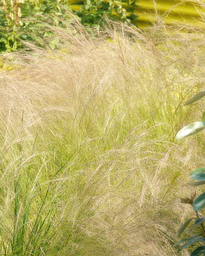 Stipa tenuissima ‘Ponytails’ | Siergras | Tuinplant