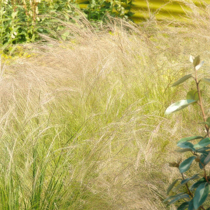 Stipa tenuissima ‘Ponytails’ | Siergras