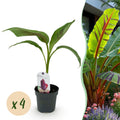 4 x Fruitplant | Bananen plant | Musa sikkemensis Red Tiger