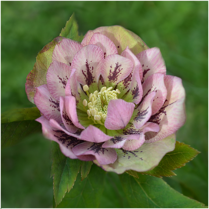 Set van 3 Helleborus Orientalis – bijzondere kerstroos met winterbloeiende bloemen in diverse kleuren, compact en onderhoudsvriendelijk, ideaal voor herfst- en wintertuin.