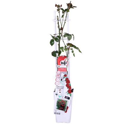 Rosa Crazy in Love ‘Red’ – rode klimroos in pot Ø15cm, hoogte 65cm – volle fluweelrode bloemen met glanzend groen blad.