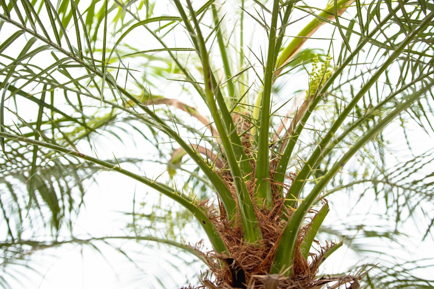 Phoenix Roebelenii op stam | Kamerplant