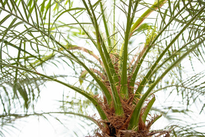 Phoenix Roebelenii op stam | Kamerplant