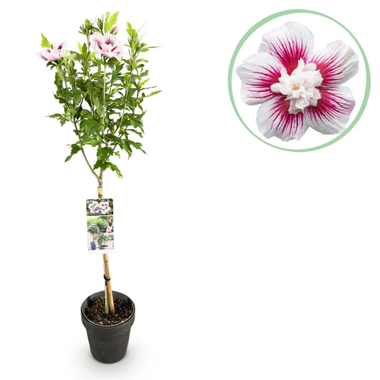 Hibiscus syriacus stamplant met wit-roze bloemen terrasbalkon