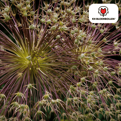 Allium schubertii – sierui met explosievormige bloemen tot 30 cm groot, 5 bloembollen, geschikt als droogbloem