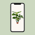 Monstera Deliciosa Tropische Kamerplant - Planttoday