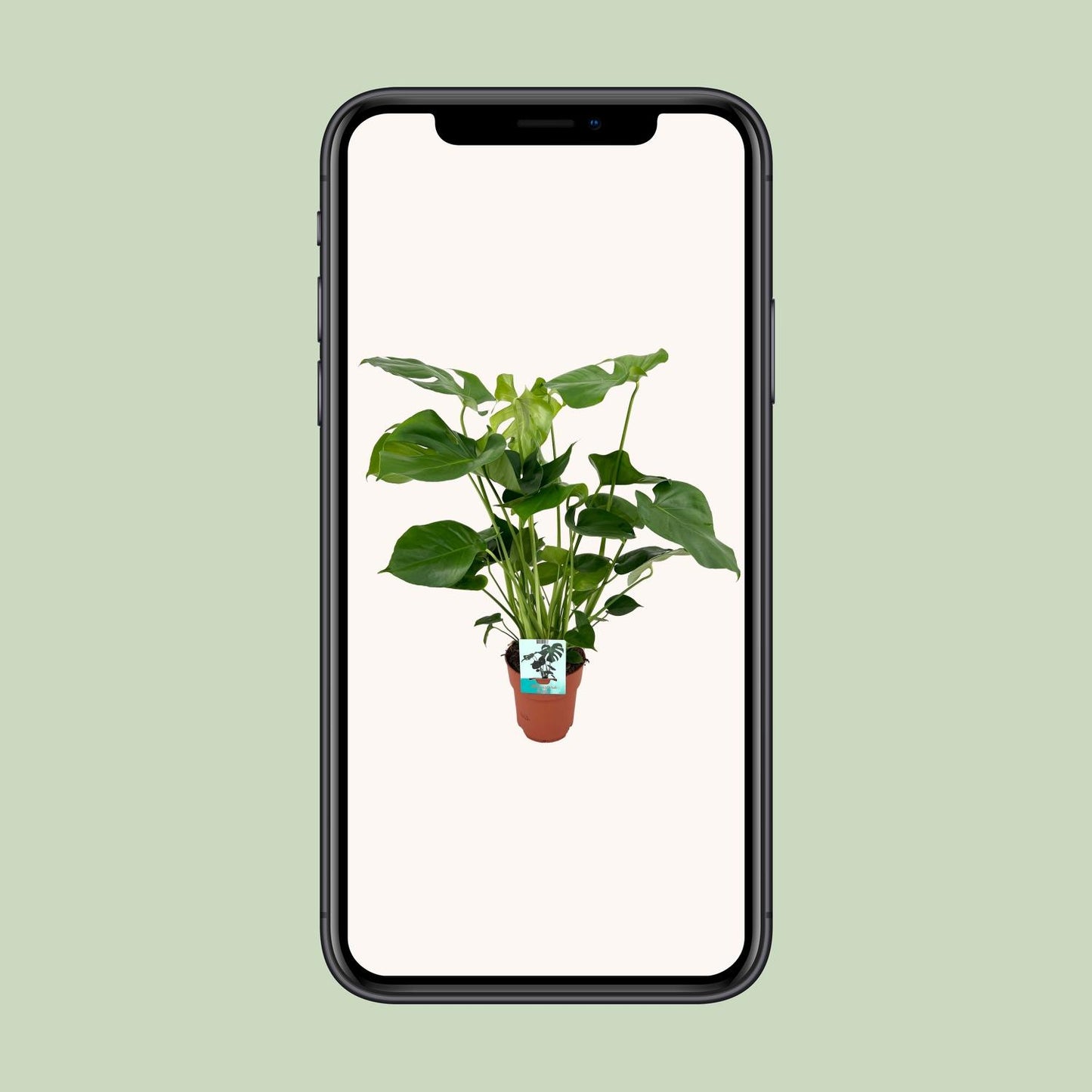 Monstera Deliciosa Tropische Kamerplant
