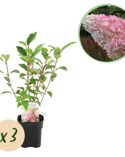 Hydrangea paniculata Vanille Fraise – Prachtige bloeier