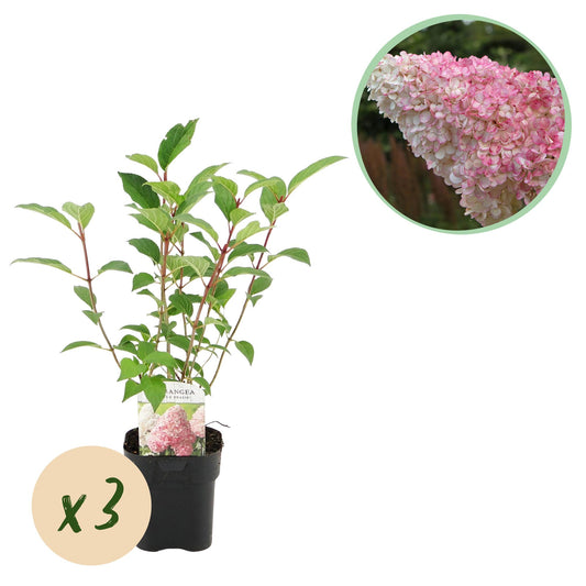 3x Hydrangea paniculata Vanille Fraise | Buitenplant | Pluimhortensia