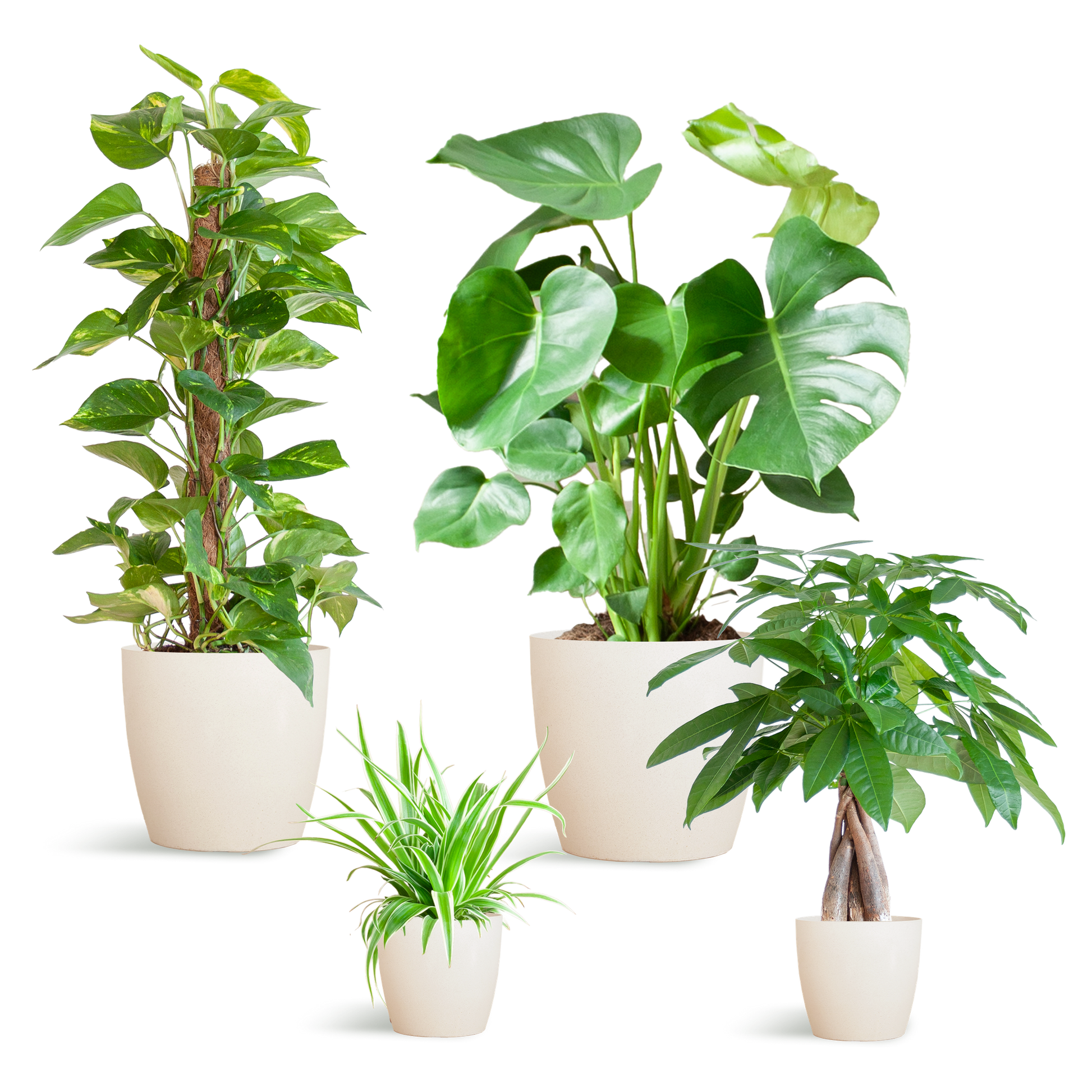 Makkelijke Plantenbox met 4 onderhoudsarme kamerplanten in witte, duurzame bioplastic potten met olifantengras – Chlorophytum, Pachira, Epipremnum Mosstok en Monstera