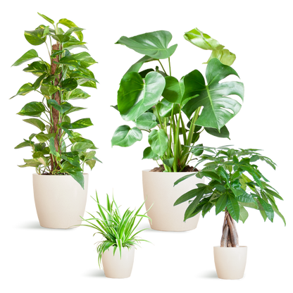 Makkelijke Plantenbox met 4 onderhoudsarme kamerplanten in witte, duurzame bioplastic potten met olifantengras – Chlorophytum, Pachira, Epipremnum Mosstok en Monstera