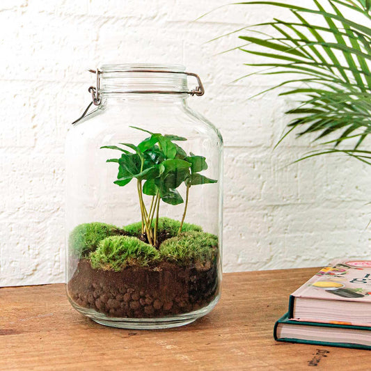 DIY terrarium met Coffea Arabica en mos.