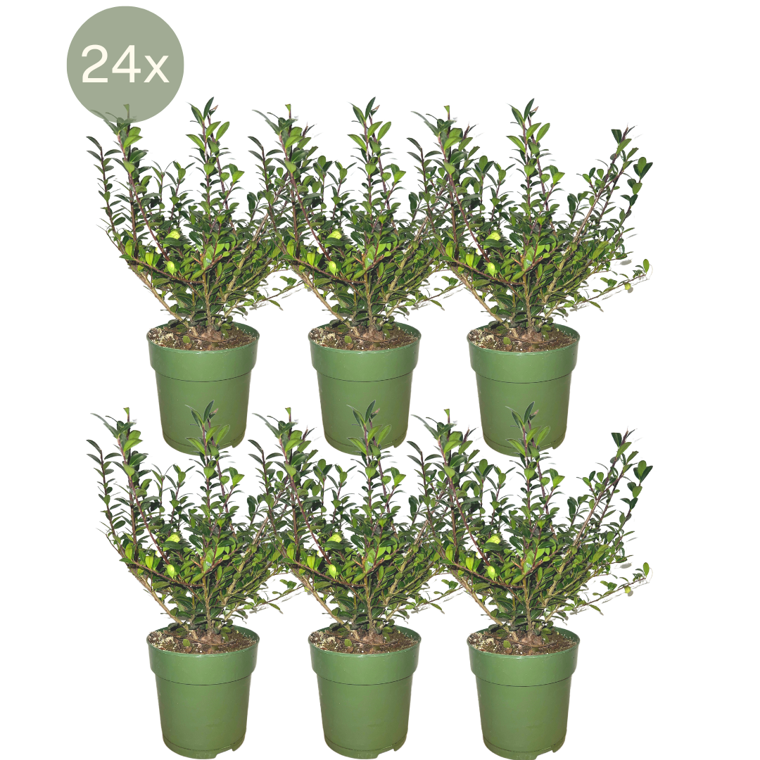 De Ilex crenata 'Jenny' is een compacte en wintergroene tuinplant die zich perfect leent voor lage haagjes, vormsnoei of als groen accent in een strakke border