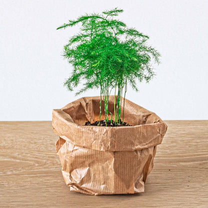 DIY Planten Terrarium Pakket – 5 Planten – Navulling & Startset – Maat L/XL – Met Mossen, Grond & Handleiding