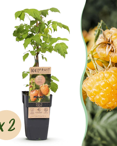 2x Fruitplant | Rubus idaeus Fallgold | Frambozenplant | Winterhard | Gele Framboos