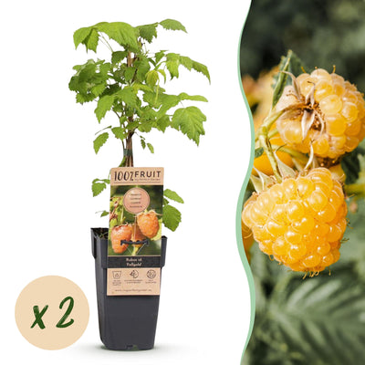 2x Fruitplant | Rubus idaeus Fallgold | Frambozenplant | Winterhard | Gele Framboos