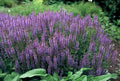 Salvia nem. 'Caradonna' |Tuinplant - Planttoday