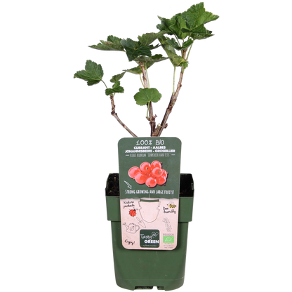 Rode aalbesstruik met lange trossen biologisch gekweekt fruit