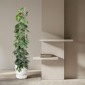 Philodendron Scandens Green Wonder met glanzende hartvormige bladeren en gaasrek, hoogte 160 cm, pot Ø27 cm