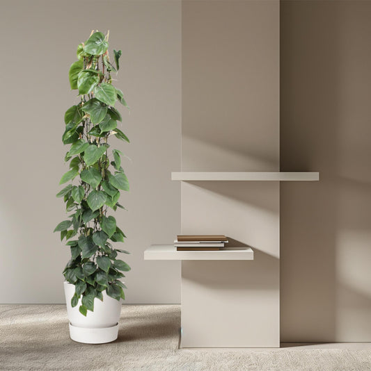 Philodendron Scandens Green Wonder met glanzende hartvormige bladeren en gaasrek, hoogte 160 cm, pot Ø27 cm