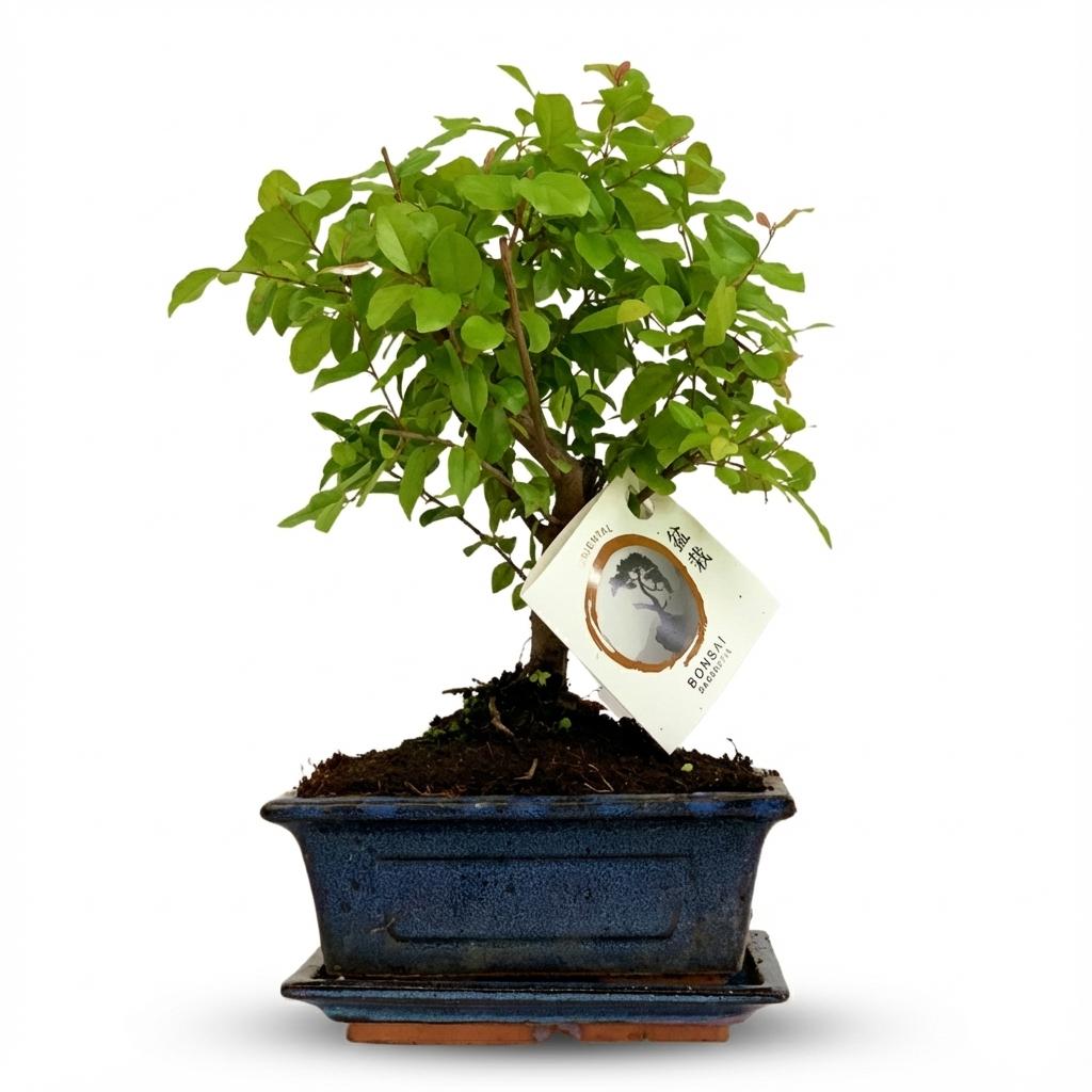 Bonsai miniatuurboom bolvormige kruin in keramische schaal