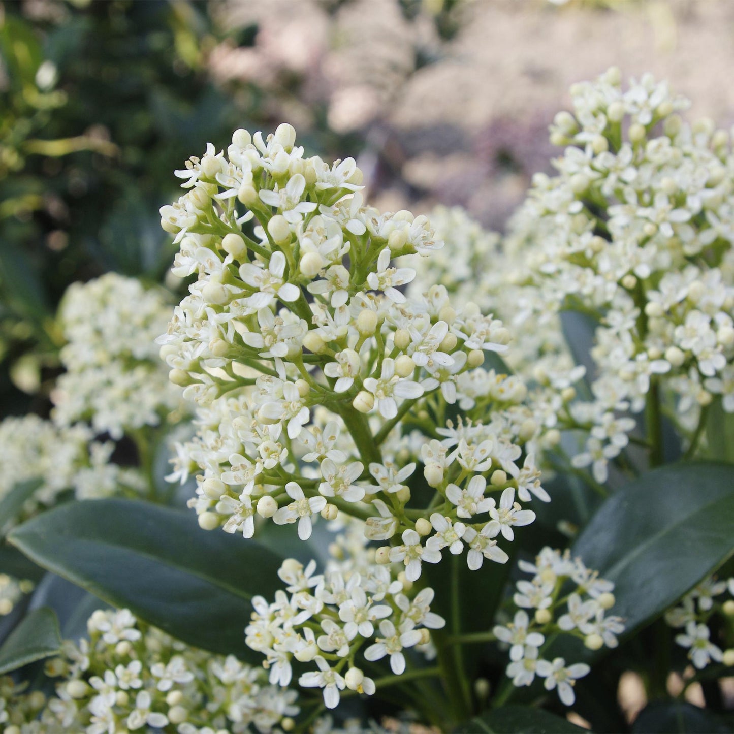 Groenblijvende Skimmia met witte bloemen voor tuin en terras