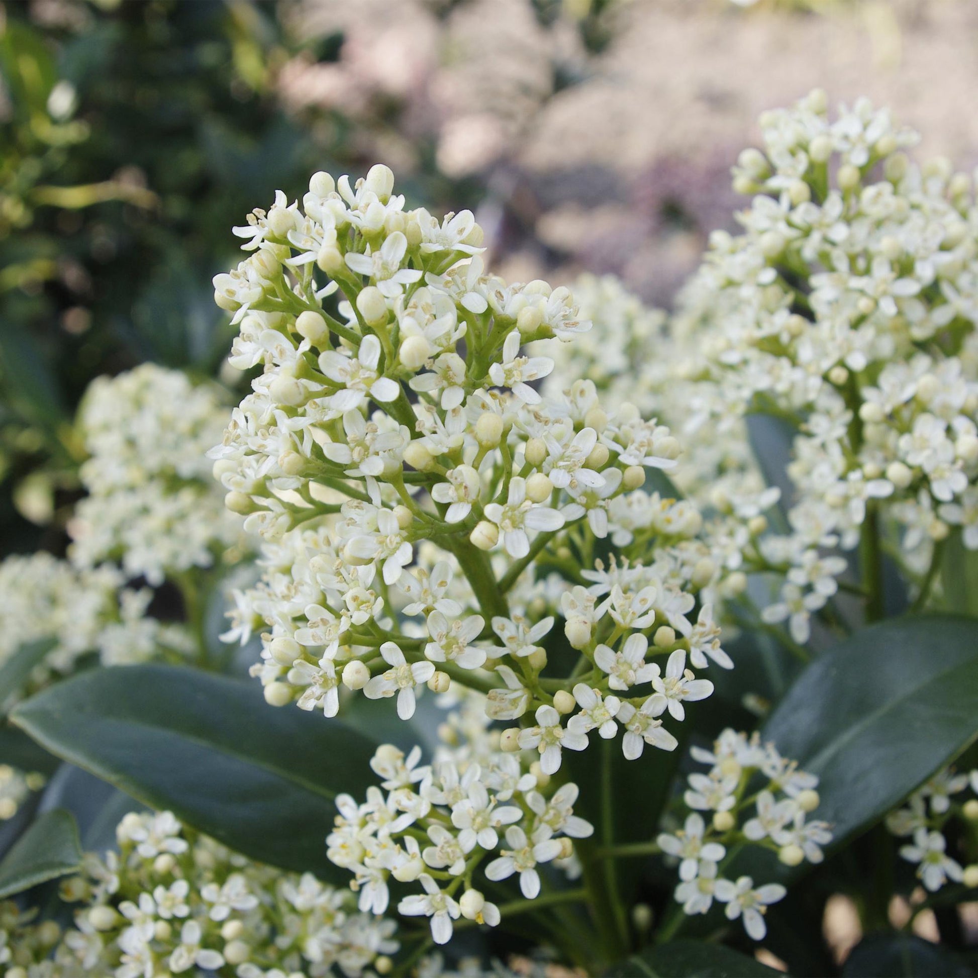 Groenblijvende Skimmia met witte bloemen voor tuin en terras