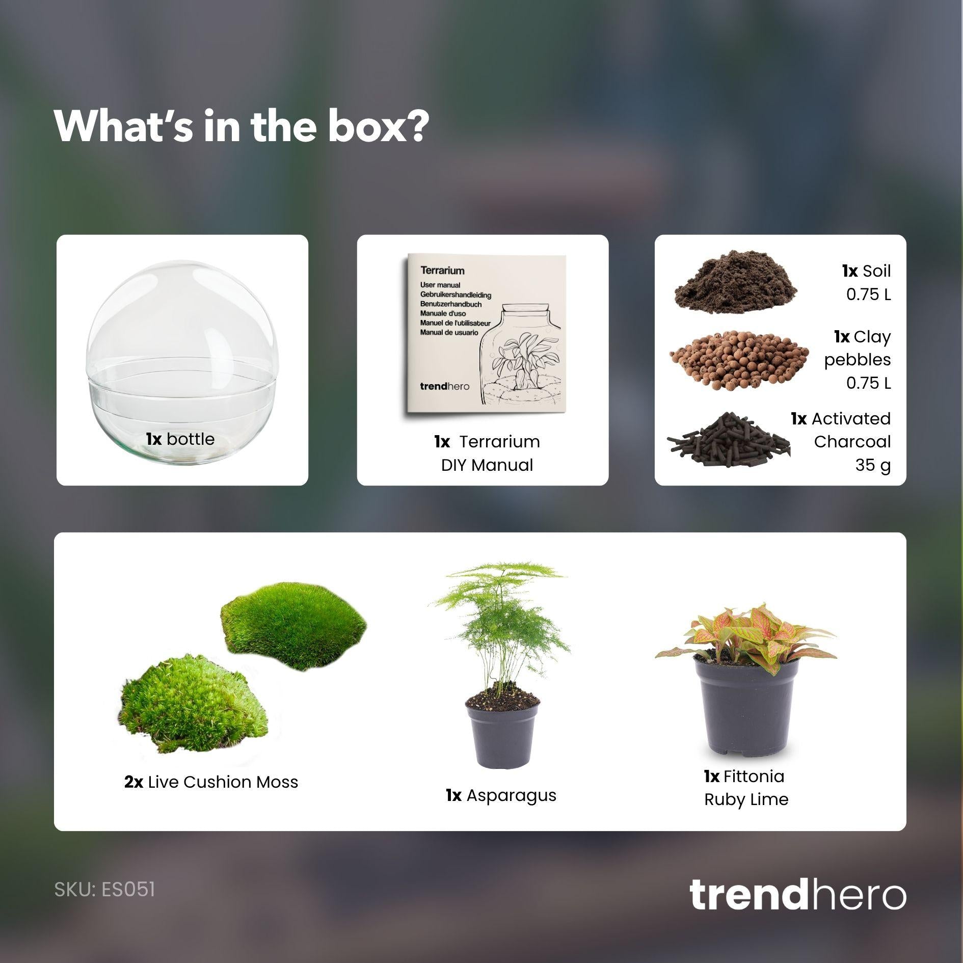 DIY dome terrarium met Fittonia en Asparagus planten