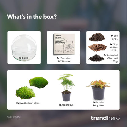 DIY dome terrarium met Fittonia en Asparagus planten