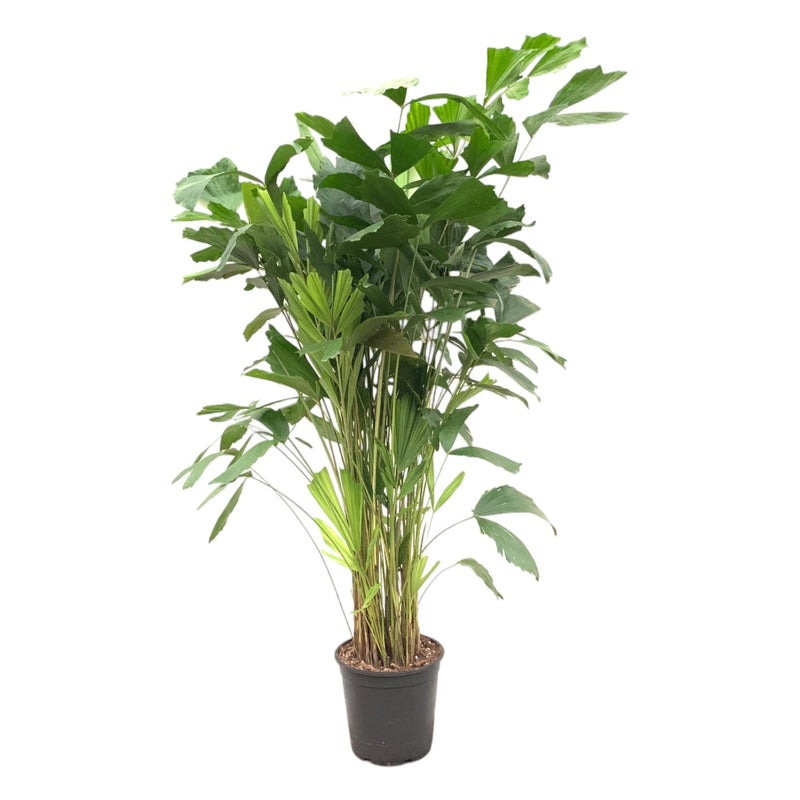 Caryota Mitis | Grote Kamerplant | Visgraatpalm