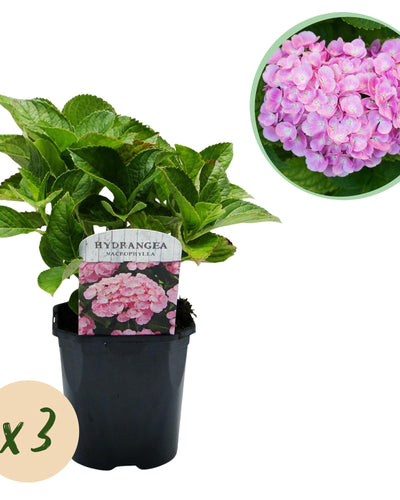 Hydrangea macrophylla Roze – hortensia met grote bolvormige roze bloemen – ideaal voor tuin, border of pot