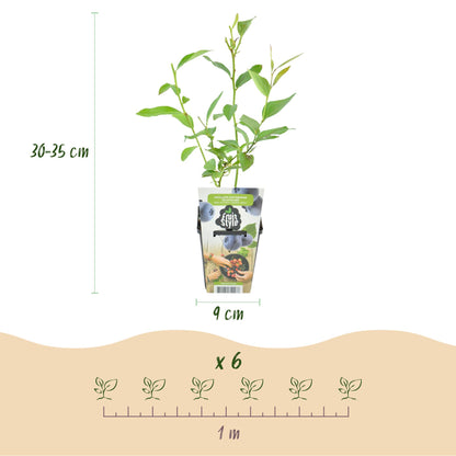 6 x Fruitplanten Blauwe Bes Vaccinium corymbossum Goldtraube | Biofruit