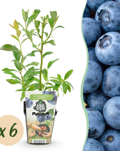 Winterharde blauwe bes met rijke oogst voor tuin en pot