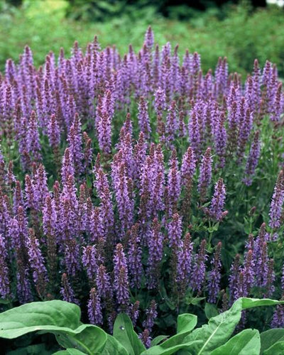 Salvia nem. 'Caradonna' - ↕10-25cm - Ø9cm. 12 stuks - Planttoday