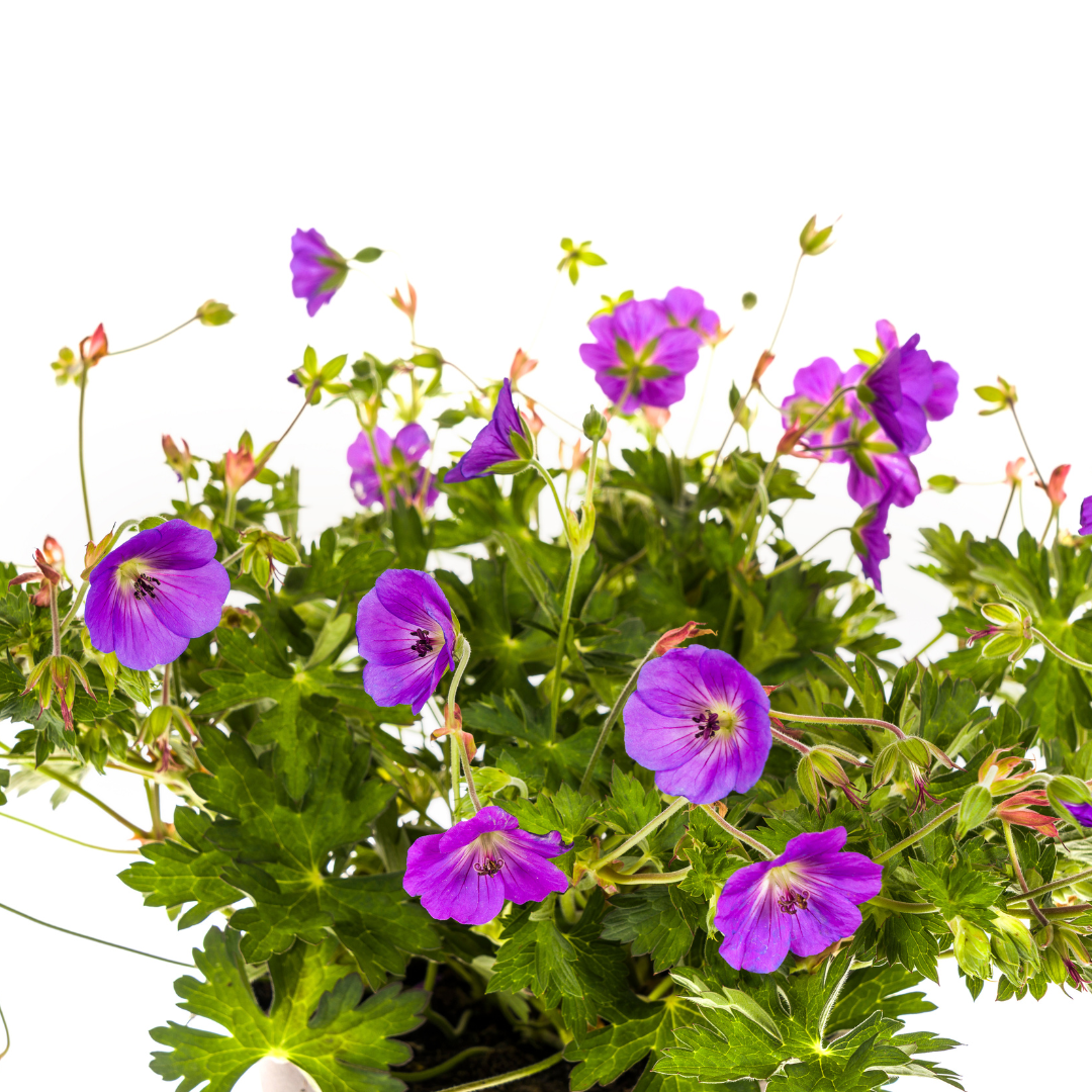 eranium Rozanne Purple in bloei met blauw-paarse bloemen

Close-up van Geranium Rozanne Purple met wit hart