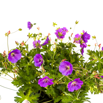 eranium Rozanne Purple in bloei met blauw-paarse bloemen

Close-up van Geranium Rozanne Purple met wit hart