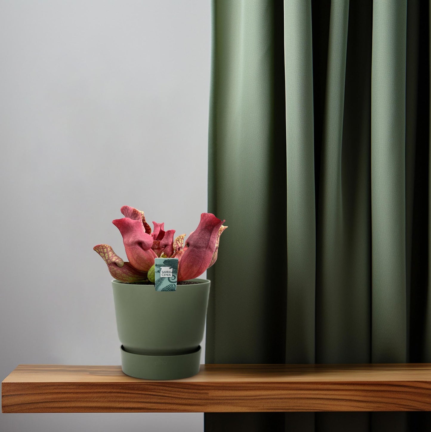 Sarracenia Maroon met kelkvormige bladeren voor binnen