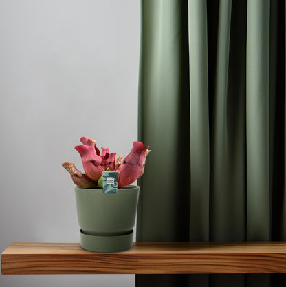 Sarracenia Maroon met kelkvormige bladeren voor binnen