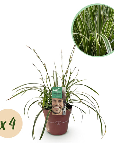 Siergras wit en groen – Carex morrowii Ice Dance voor tuin en interieur

Winterhard siergras Carex morrowii Ice Dance – elegante golvende bladere