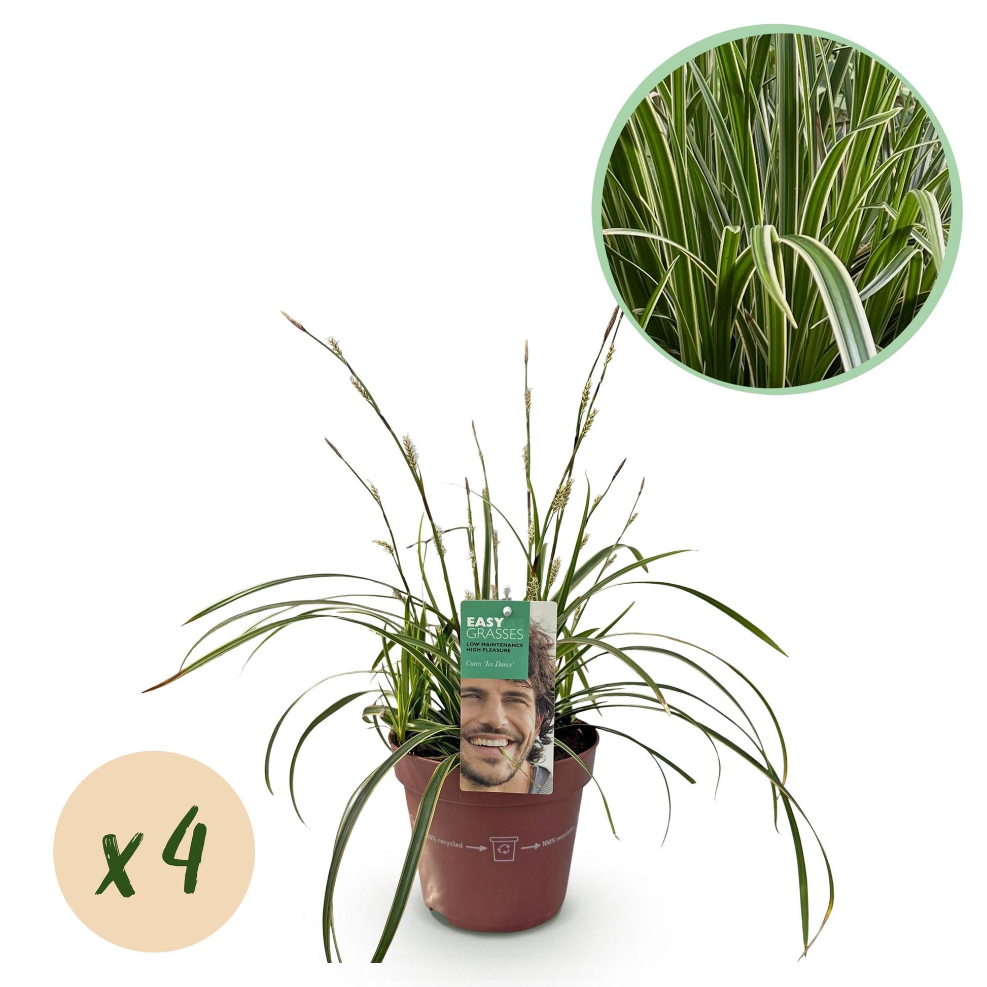Siergras wit en groen – Carex morrowii Ice Dance voor tuin en interieur

Winterhard siergras Carex morrowii Ice Dance – elegante golvende bladere