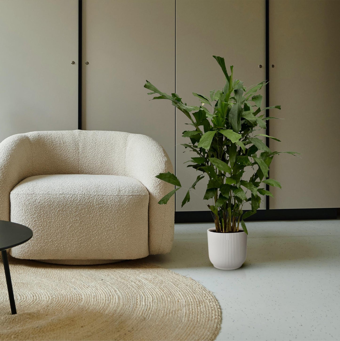 Caryota Mitis | Visgraatpalm | Kamerplant