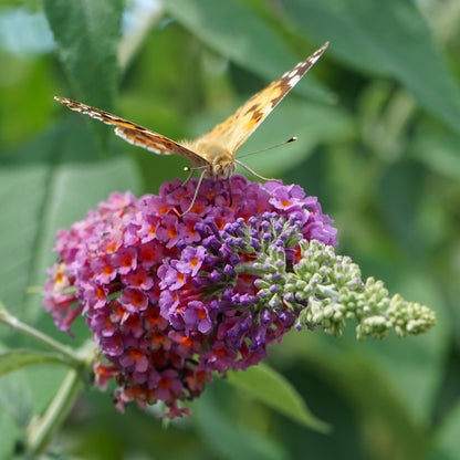 Vlinderstruik - Buddleja davidii Flower Power - Bloem Oranje Paars  - Bladverliezend - Vlinderlokkend -  Pot 17cm Hoogte 30cm