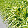 "Carex oshimensis ‘Evergold’ – siergras met geelgroene bladeren, set van 2 planten in pot Ø17cm, hoogte circa 50cm."

