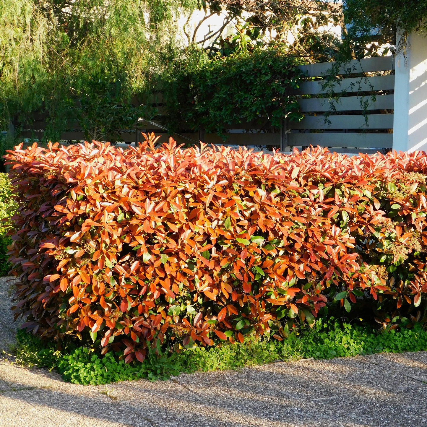 Photnia fraseri Red Robin - blad rood groen  - 8 planten - 1 strekkende meter - groenblijvend - Haagplant- pot 9cm hoogte 30-35cm
