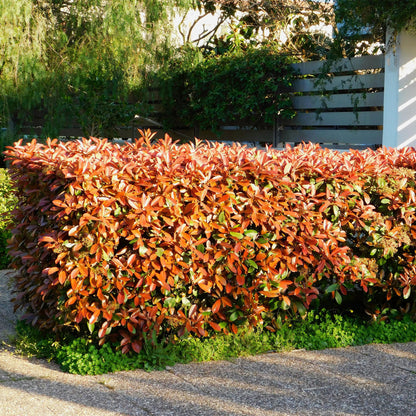 Photnia fraseri Red Robin - blad rood groen  - 8 planten - 1 strekkende meter - groenblijvend - Haagplant- pot 9cm hoogte 30-35cm
