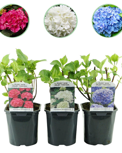 Hydrangea macrophylla Tricolour – Hortensia met roze, witte en blauwe bloemen, geschikt voor tuin, border of terras, bloeit van juni tot september.